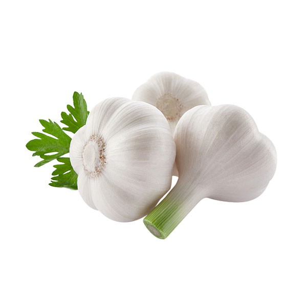 Garlic China